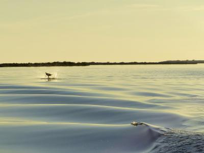 Dolphins splashing at sunset.
