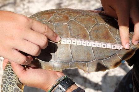 Volunteers measuring the shell of a green turtle
