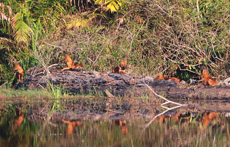 Dholes resting by a river