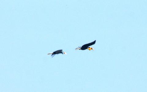 Great Hornbills flying overhead