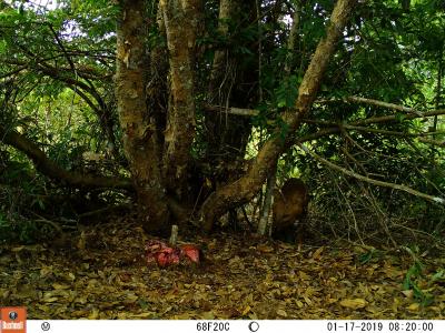 Camera trap image of a dhole approaching a trap