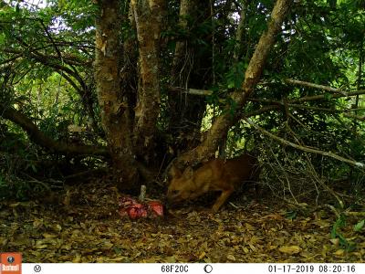 Camera trap image of a dhole approaching a trap