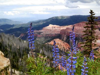 Cedar Breaks is special when it comes to seeing wildflowers, because the land is protected from grazing, logging, etcetera, so there is more diversity.