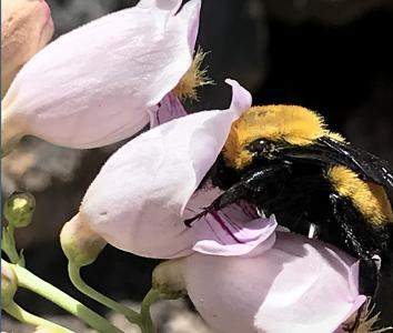 Earthwatch volunteers will test the feasibility of using acoustic recordings to measure bumble bee abundance.