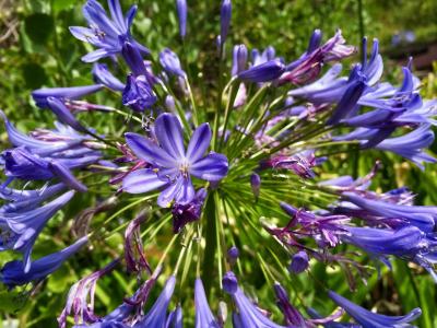 Purple wildflowers found on Robben Island (C) Caroline Dunn