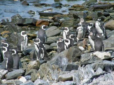 A penguin colony along the shore as seen on Earthwatch expedition South African Penguins  (C) Anthony Brown | Earthwatch