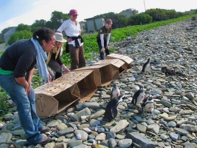 Earthwatch volunteers release captured penguins after cleaning them (C) Sara Stroman