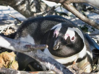 A penguin lays on its nest (C) Sara Stroman