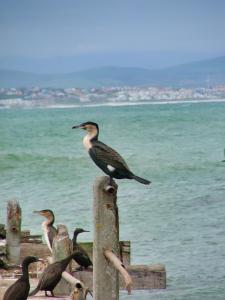 Sea birds on the dock (C) Tania Taranovski