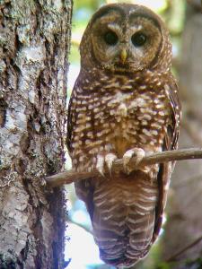 Northern spotted owl as seen on Earthwatch Expedition Sustaining Forests, Biodiversity, and Livelihoods on Washington's Olympic Peninsula