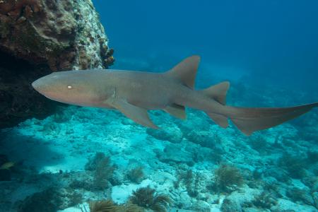 Underwater Nurse Shark in Florida.