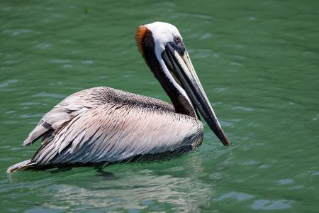 Pelican in Sarasota, Florida.
