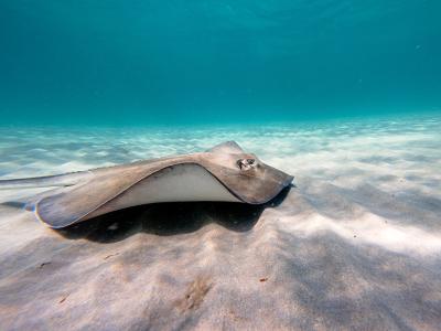 Earthwatch participants will help scientists conduct stingray surveys to understand how environmental factors and human impacts, including harmful algal blooms known as “red tide,” are affecting the species.