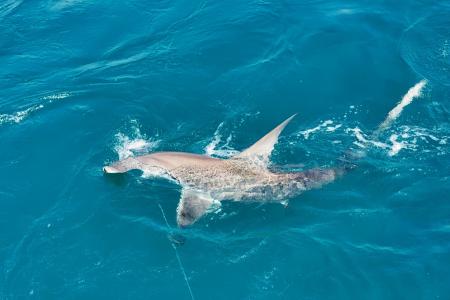 Earthwatch participants will help bait and deploy longlines and drumlines to catch a variety of sharks. 