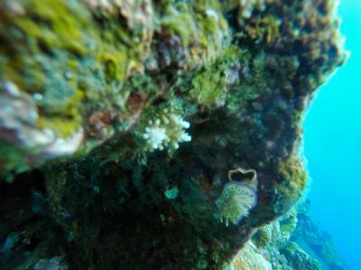 This project will help to answer critical questions about how artificial reef structures can help combat both ecological and economic losses, including food instability, as natural reefs deteriorate.