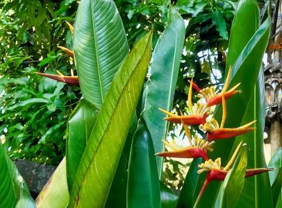 Bali’s flora includes Heliconia psittacorum.