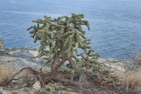 Tree Cholla, often called tree cactus, walkingstick cholla, or cane cactus.