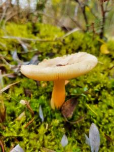 A mushroom in the underbrush.