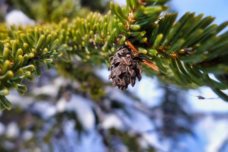 A pine cone dangling from a branch.