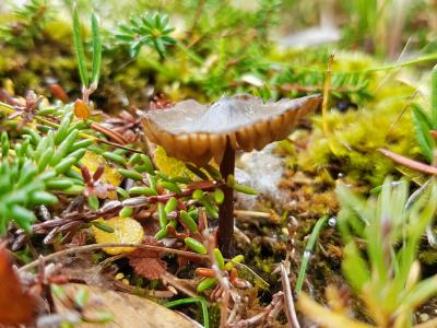 A small mushroom springs up.