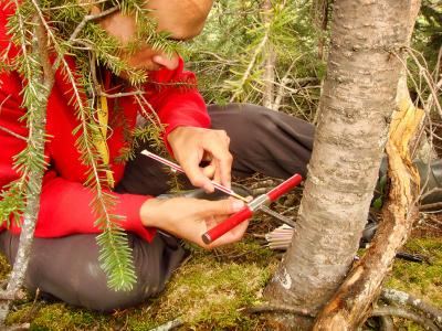An Earthwatch volunteer taking a core sample from a tree.