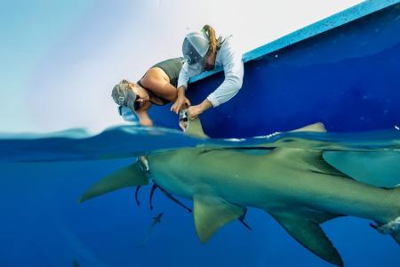 Our team tagging a lemon shark near the barrier reef (GSSCMR). Photo: Hector Martinez