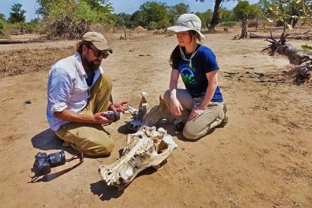 On this project, you'll collaborate with a team of expert scientists to merge bone and live-animal surveys, investigating the historical shifts in climate and mammalian communities within the Luangwa River Valley.