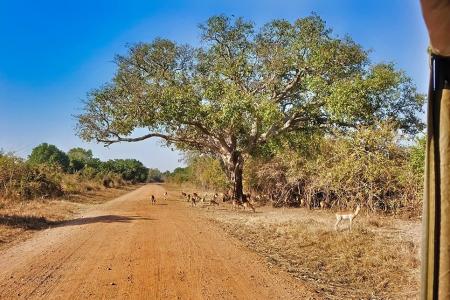 Scientists and conservationists have been working on the ground to safeguard Zambia’s animals and ecosystems in the face of pollution, poaching, and land degradation.