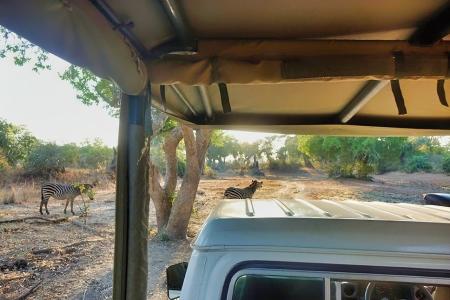 Additionally, you'll explore the park aboard a safari vehicle, documenting its remarkable array of animal species.