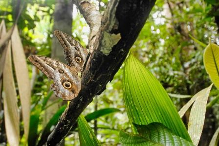 wo owl butterflies perched on a tree branch. credit Paul Harris
