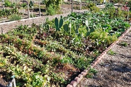 Vegetables growing in the Huerta del Valle community garden.