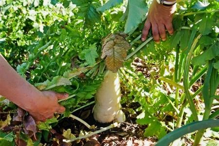 Two hands exposing a vegetable growing the Huerta del Valle community garden.