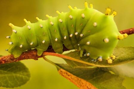 A Cecropia Moth caterpillar (Hyalophora cecropia) on a branch with leaves. © Gitte Venicx . |. Earthwatch