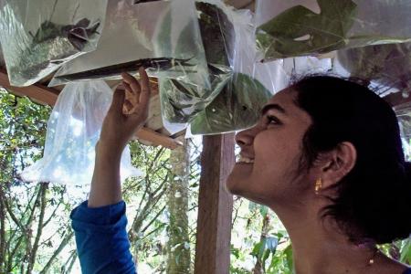 The station has a laboratory as well as an outdoor tent for caterpillar rearing, which has lines for hanging caterpillar bags and spectacular views. © Kim Cassello  Earthwatch