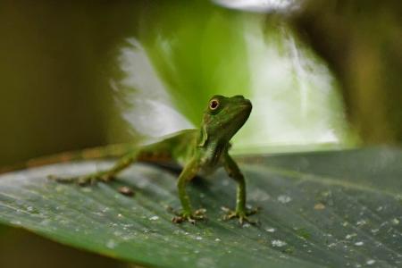 A Green Crested Lizard (Bronchocela cristatella) on a leaf in Costa Rica ! © Curtis Creager | Earthwatch