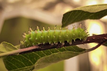 A Cecropia Moth caterpillar (Hyalophora cecropia) on a branch with leaves. © Gitte Venicx | Earthwatch