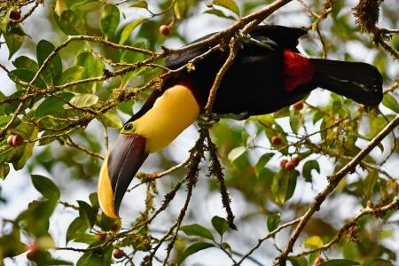A yellow-throated toucan (Ramphastos ambiguus) in a tree in Costa Rica © Curtis Creager | Earthwatch