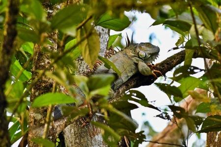 A large green iguana (Iguana iguana) in a tree in Costa Rica. © Curtis Creager | Earthwatch