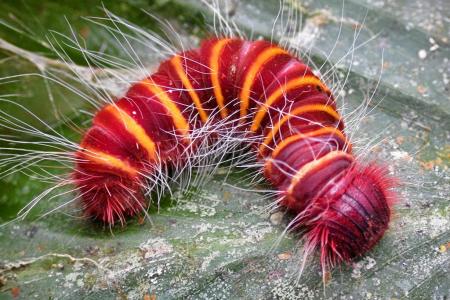 A Red Hot Caterpillar (Pyrrhopyge thericles) on a leaf © Dr. Lee Dyer . |. Earthwatch