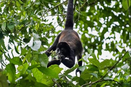 You can’t come to Costa Rica and not take pictures of the monkeys! © Curtis Creager  |. Earthwatch