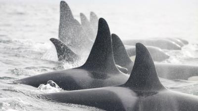 Killer whales | Earthwatch