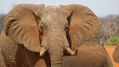 An elephant in Kenya