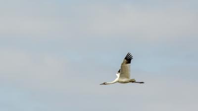 A Whooping crane flying over Texas