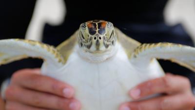 A sea turtle staring into the camera