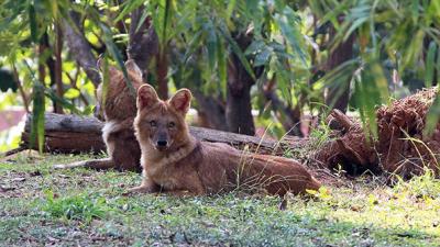 Dholes relaxing in the jungle 
