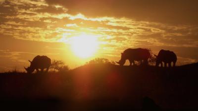 Earthwatch Feature Story: Is the Sun Setting on Rhinos?