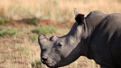 Earthwatch Blog Article: The Vigilant Fight to Save South Africa’s Rhino