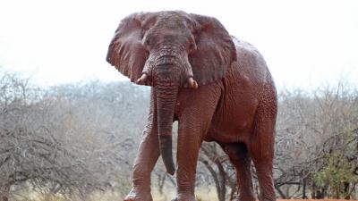 Earthwatch Blog Article: How Bees And ‘Chili Grenades’ Can Prevent Human-Elephant Conflict