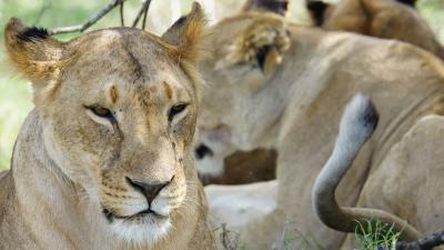 Earthwatch Blog Article: Looking for Lions