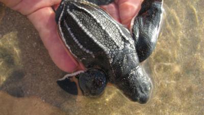 Earthwatch Blog Article: Turtles, Volcanoes, and 150,000 Kids